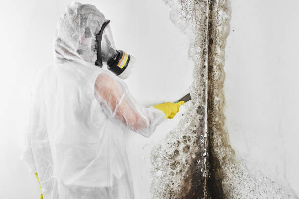 Best Residential Mold Remediation in Denair, CA