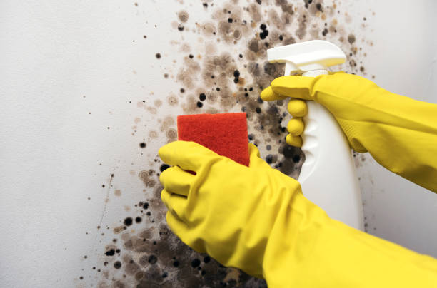 Best Kitchen Mold Remediation in Denair, CA