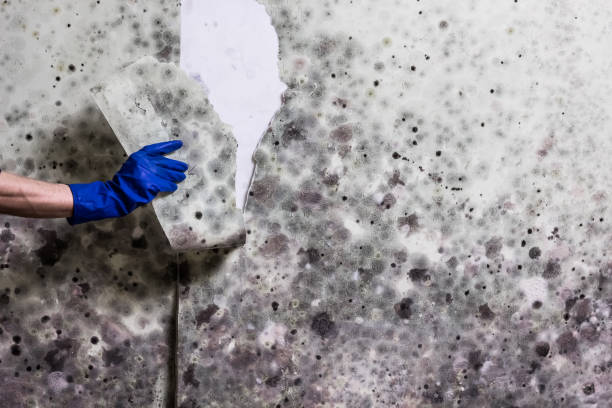 Best Residential Mold Remediation in Denair, CA